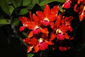 Cattlianthe Loog Tone