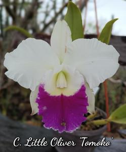 Cattleya Little Oliver