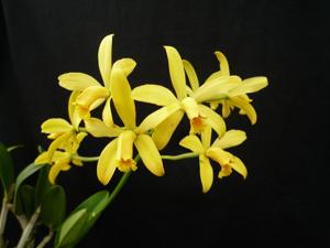 Cattleya Little Lemon Drops