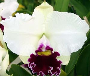 Cattleya Melody Fair