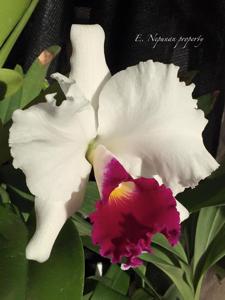 Cattleya Melody Fair