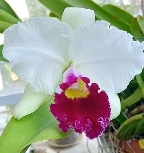 Cattleya Melody Fair