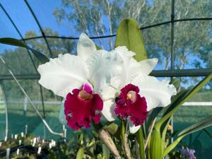 Cattleya Melody Fair