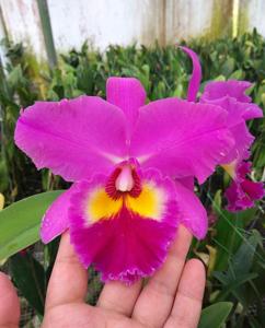 Cattleya Melody Fair