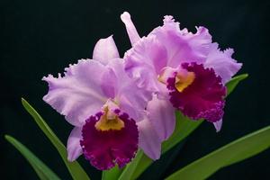 Cattleya Melody Fair