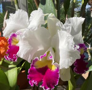 Cattleya Melody Fair