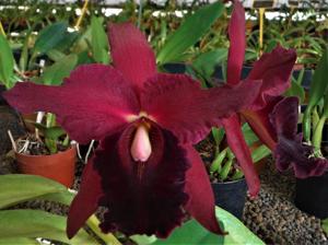 Cattleya Maria Ozzella