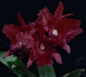 Cattleya Maria Ozzella