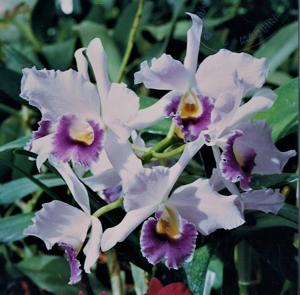 Cattlianthe Mariner