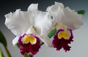 Cattleya Memoria Lilian Taylor