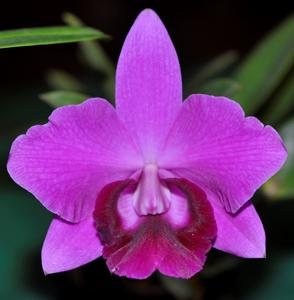 Cattleya Mini Purple