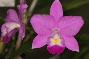 Cattleya Mini Purple