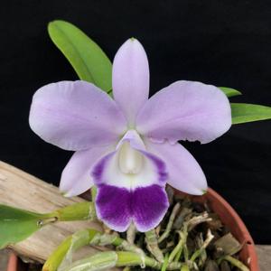 Cattleya Mini Purple