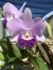 Cattleya Mini Purple