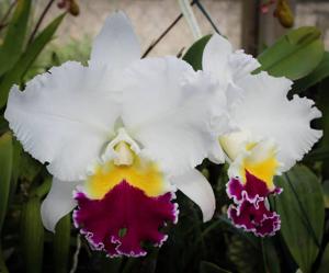 Cattleya Mikkie Nagata