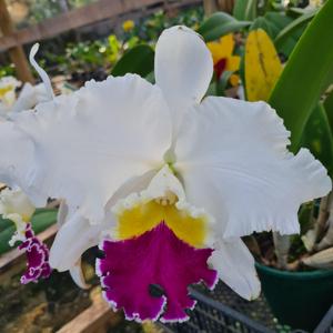 Cattleya Mikkie Nagata