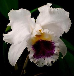 Cattleya Mildred Rives