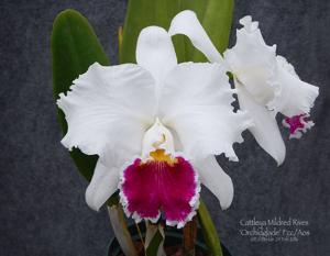 Cattleya Mildred Rives