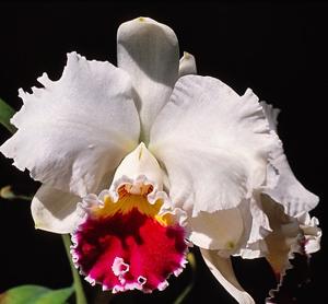 Cattleya Mildred Rives