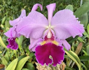 Cattleya Oliver Lines