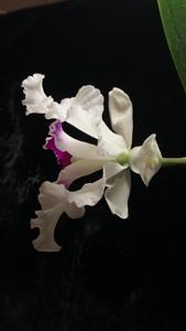 Cattleya Orglade's Grand