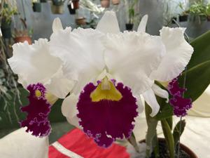 Cattleya Orglade's Grand