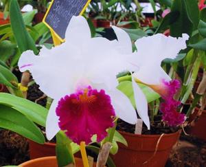 Cattleya Persepolis