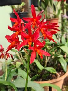 Cattlianthe Rojo