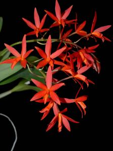 Cattlianthe Rojo