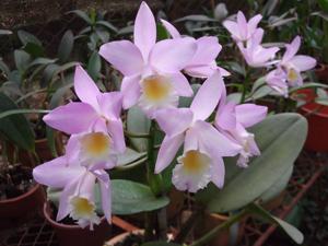 Laeliocattleya Puppy Love