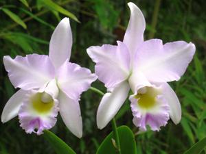 Laeliocattleya Puppy Love