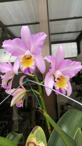 Laeliocattleya Puppy Love