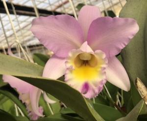 Laeliocattleya Puppy Love