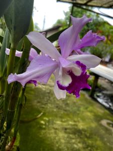 Cattleya Schilleriana gx