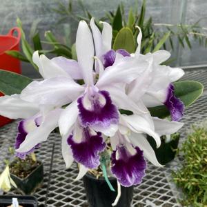 Cattleya Schilleriana gx