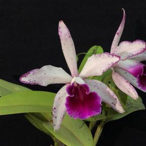 Cattleya Schilleriana gx