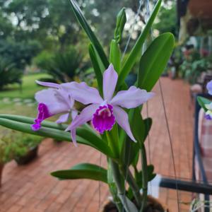 Cattleya Schilleriana gx