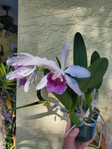 Cattleya Schilleriana gx