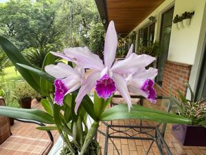 Cattleya Schilleriana gx