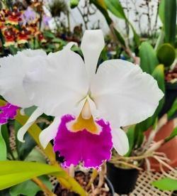 Cattleya Stephen Oliver Fouraker