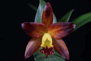 Cattlianthe Varut Startrack