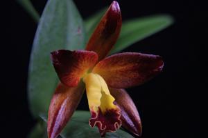 Cattlianthe Varut Startrack