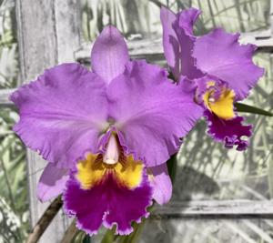 Cattleya Susan Holguin