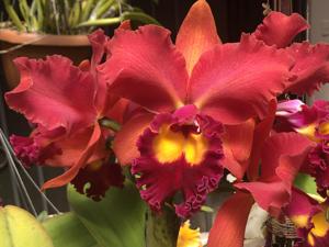 Cattleya Waianae Sunset