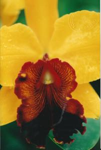 Cattleya Veldorado