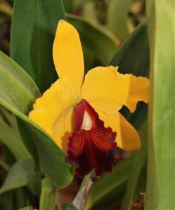 Cattleya Veldorado