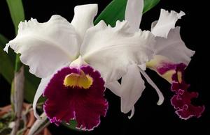 Cattleya Zuiho