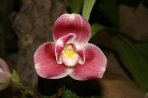 Lycaste Capricorn