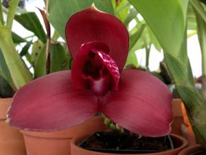 Lycaste Jackpot