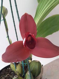 Lycaste Jackpot